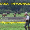 202 Titre Photos AKAKA Hippopotames-01.jpg